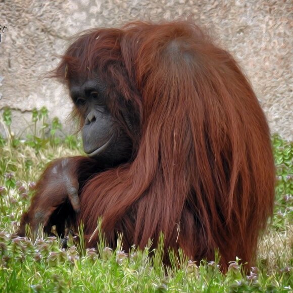 8x8 Or 8x10 Orangutan Ape Photography Oil Painting Art‎ Print - Picture 4 of 4